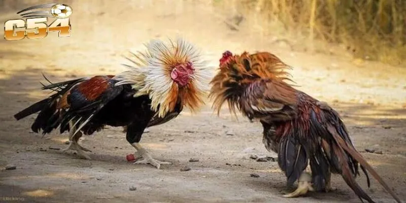 Đá Gà C54 – Cơ Hội Theo Dõi Những Trận Đấu Gà Kịch Tính