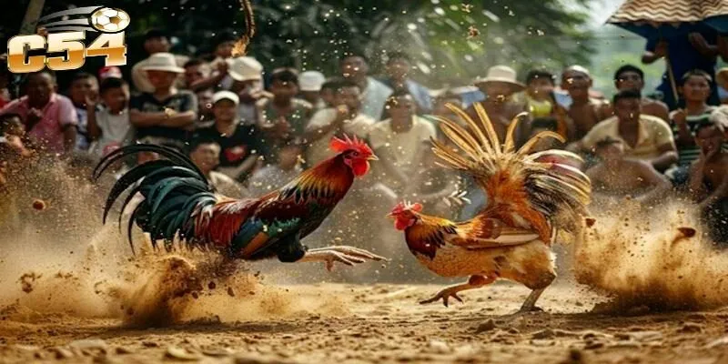 Vài nét về sảnh game đá gà c54 danh tiếng